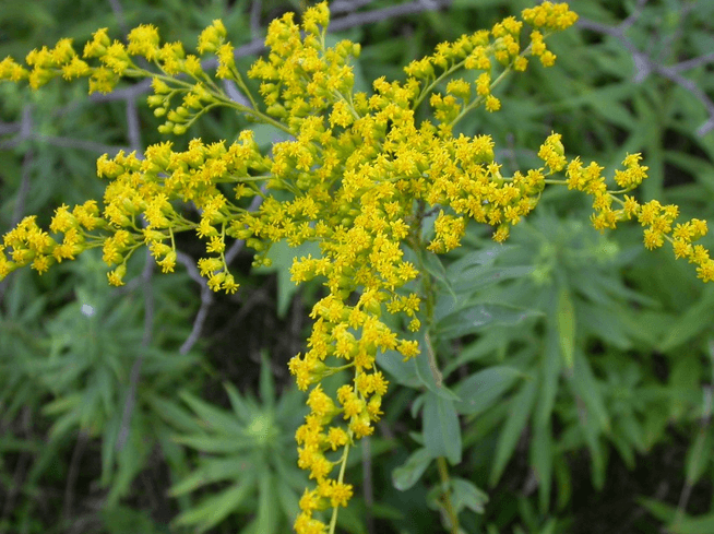 Sniffling and Sneezing? It Might be Fall Allergies – Not a Cold